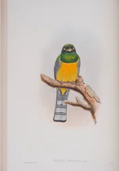Trogon tenellus, deska z knihy The Birds of Great Britain od Johna Goulda, vydané v letech 1862-73 (ručně kolorovaná litografie)