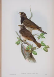 Turdis Atrogularis, deska z The Birds of Great Britain od Johna Goulda, vydaná 1862-73 (ručně kolorované lito)