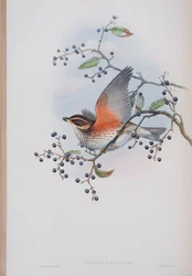 Turdus Illacus, deska z The Birds of Great Britain od Johna Goulda, vydaná 1862-73 (ručně kolorované lito)