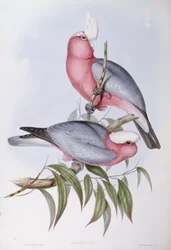Lory fialovokrké (Eos squamata), rytina John Gould
