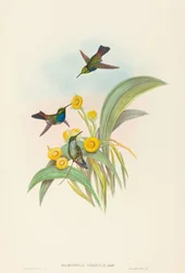 Damophila amabilis (Kolibřík modroprsý)