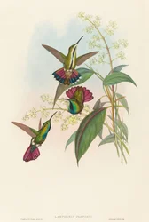 Lampornis probošt