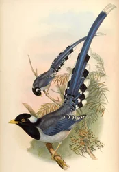 Straka obecná Urocissa flavirostris (Blyth)