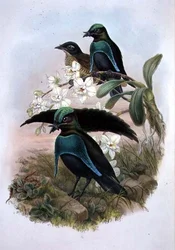 Lophornina - Superb Bird of Paradise (barevné lito)