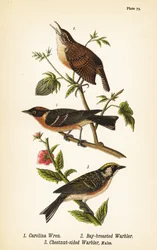 Střízlík obecný, Thryothorus ludovicianus 1, pěnice hnědá, Setophaga castanea 2, pěnice kaštanová, Setophaga pensylvanica 3