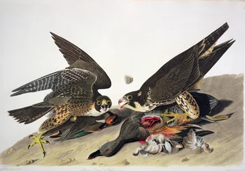 Jestřáb lesní, z knihy "Birds of America", vyryl Robert Havell (1793-1878) (kolorovaná rytina)