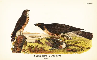 Merlin, Falco columbarius 1 a sokol stěhovavý s kachnou, Falco peregrinus 2