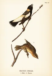 Rákosník nebo bobolink, Dolichonyx oryzivorus, samec 1, samice 2