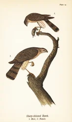 Jestřáb ostrolesý, Accipiter striatus, samec s kořistí 1, samice 2