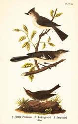 Sýkora chocholatá, Baeolophus bicolor, posměch severní, Mimus polyglottos a trouba, Seiurus aurocapilla