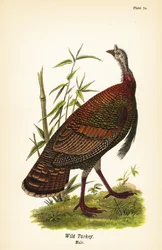 Divoký krocan, Meleagris gallopavo, samec