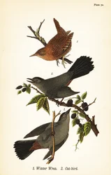Střízlík zimní, Troglodytes hiemalis 1 a kočka šedá, kočka Dumetella carolinensis 2