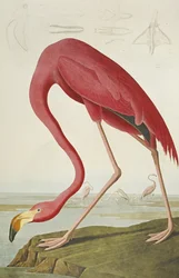 Americký plameňák, z "The Birds of America"