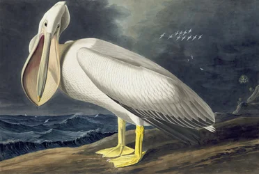 Americký bílý pelikán, Pelecanus Erythhrorhynchos, z "The Birds of America" od Johna J. Audubona, hospoda. 1827-38