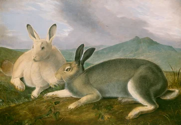 Arctic Hare, c.1841 (pero a černý inkoust s akvarelem a olejovou barvou na papíře)
