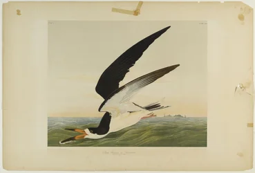 Černý zobákovec nebo buřňák, vytištěno Julienem Bienem a vydáno Roe Lockwood & Son, 1861