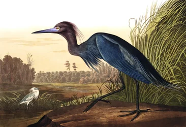 Modrý jeřáb nebo volavka, Ardea Coerulea, z "The Birds of America" od Johna J. Audubona, hospoda. 1827-38