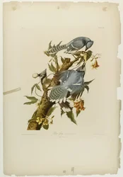 Blue Jay, tiskl Julien Bien a publikoval Roe Lockwood & Son, 1861 (chromolitograf)