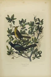Vlhovec člunoocasý, vytiskl Julien Bien a vydali Roe Lockwood & Son, 1861
