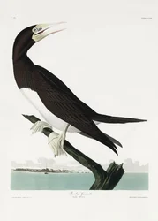 Tučňák hnědý z díla „Birds of America“ (1827)