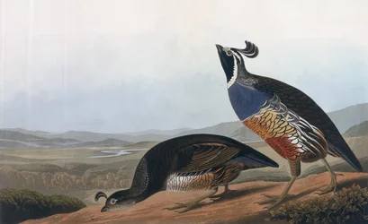 Koroptev kalifornská, z knihy "Ptáci Ameriky", vyryl Robert Havell (1793-1878) 1838