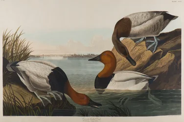 Kachna na plátně, 1836 (čb na papíře)