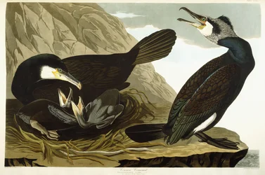 Kormorán obecný, 1835