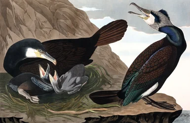 Kormorán obecný, Phalacrocorax Carbo, z "The Birds of America" od Johna J. Audubona, hospoda. 1827-38 (ručně kolorovaná rytina)