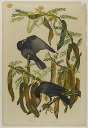Fish Crow, tiskl Julien Bien a publikoval Roe Lockwood & Son, 1861 (chromolitograf)