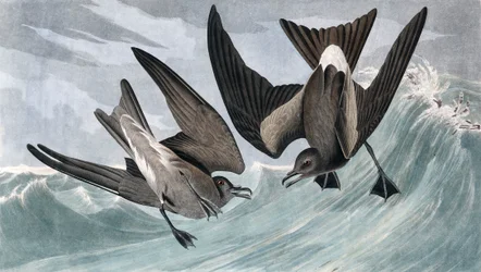 bouřlivák, Thalassidroma Leachii, z "The Birds of America" od Johna J. Audubona, hospoda. 1827-38