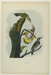 Zlatokřídlý datel, tiskl Julien Bien a vydal Roe Lockwood & Son, 1861 (chromolitograf)