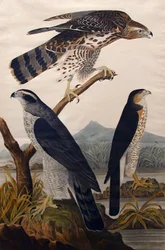 Goshawk, Stanley Hawk č. 29, 1830.