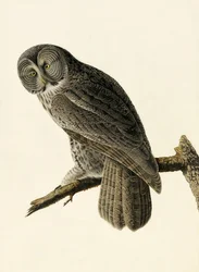 Velká Cinereous Owl, Strix Nebulosa, z "The Birds of America" od Johna J. Audubona, hospoda. 1827-38