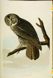 Velká Cinereous Owl, z "The Birds of America"
