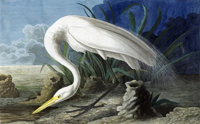 Volavka velká, Casmerodius Albus, z "The Birds of America" od Johna J. Audubona, hospoda. 1827-38