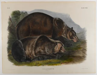 Grizzly