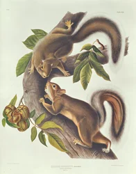 zaječí veverka (Sciurus Leoporinus)