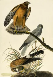 Hen Harrier, Circus Cyaneus, z "The Birds of America" od Johna J. Audubona, hospoda. 1827-38