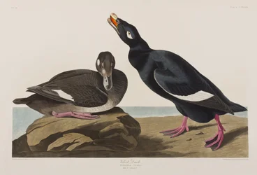 Ilustrace z 