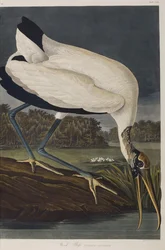 Ilustrace z 