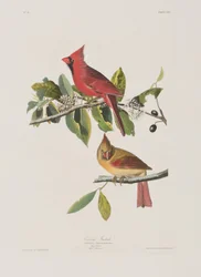 Ilustrace z 