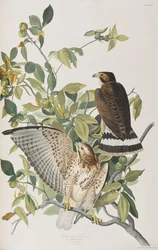 Ilustrace z 