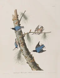 Ilustrace z 