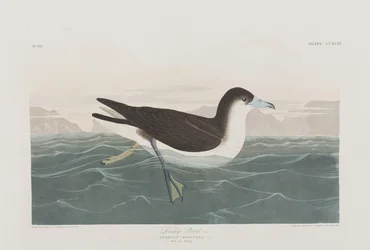 Ilustrace z 