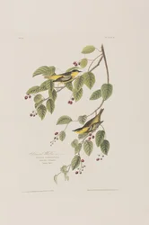 Ilustrace z 
