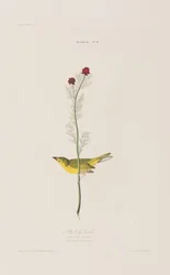 Ilustrace z 
