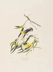 Ilustrace z 