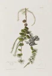 Ilustrace z 