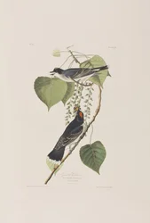 Ilustrace z 
