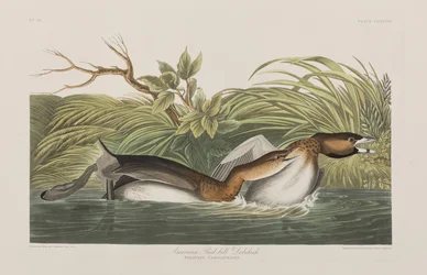 Ilustrace z 